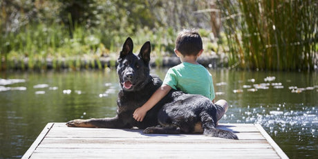 Is A Barking Dog The Best Burglar Alarm?